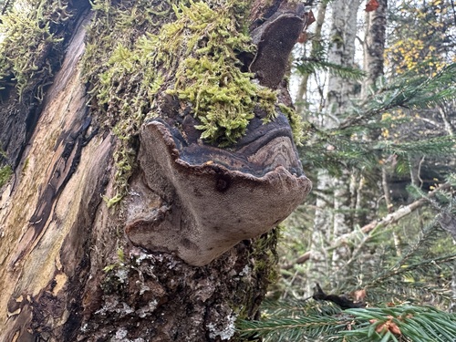 Aspen Bracket (Phellinus tremulae)