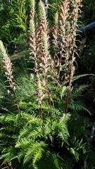 Pedicularis procera