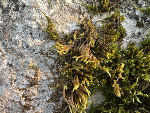 Image of Homalothecium lutescens by (c) Jason Grant, some rights reserved (CC BY)