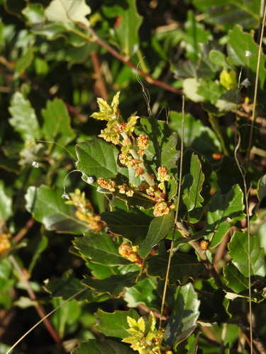 Image of Quercus lusitanica by (c) Duarte Frade, some rights reserved (CC BY)