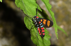 Euchromia elegantissima