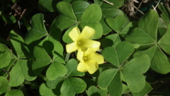 Oxalis compressa