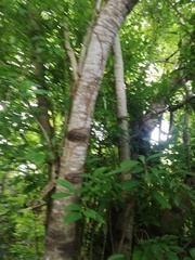 Bravaisia integerrima