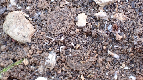 Nemesia ungoliant