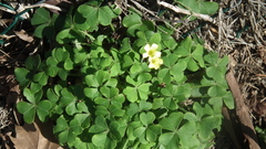 Oxalis compressa