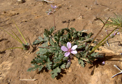 Erodium laciniatum