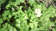 Oxalis compressa