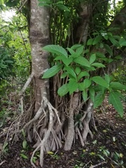 Bravaisia integerrima