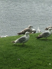 Larus argentatus