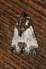 Cerma cerintha