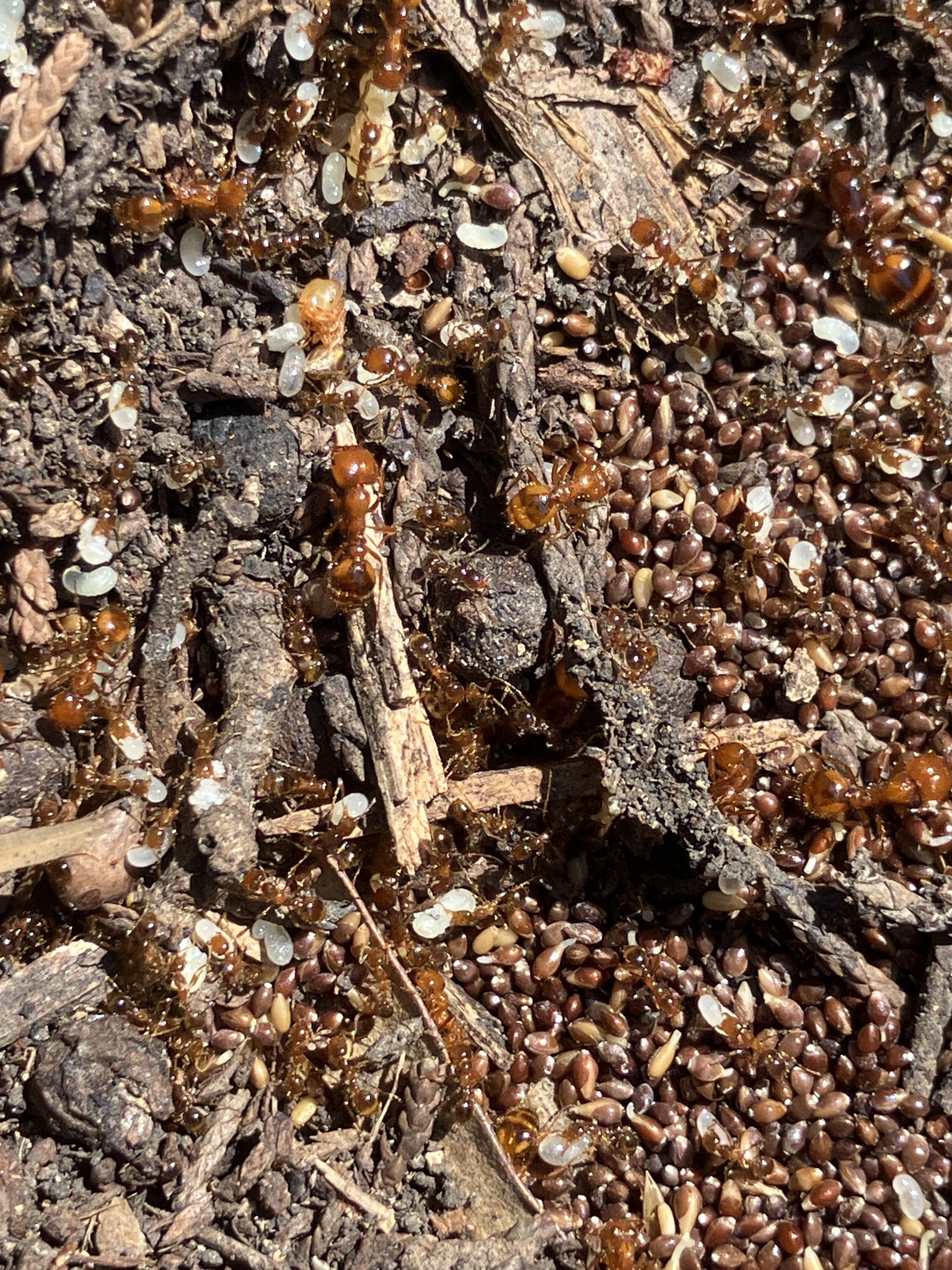 Solenopsis geminata × xyloni