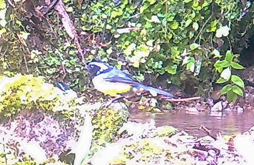 Buff-banded Mountain Tanager (Dubusia taeniata), photo 9