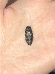 Buprestis consularis