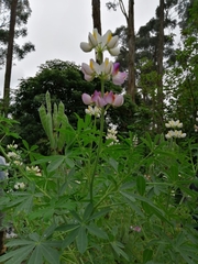 Lupinus mutabilis