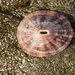 Fissurella - Photo (c) Jerry Kirkhart,  זכויות יוצרים חלקיות (CC BY)