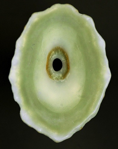 Barbados Keyhole Limpet