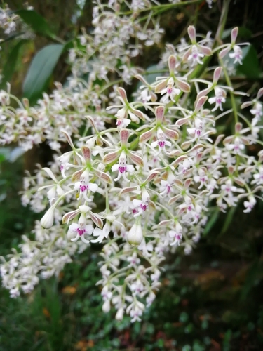 Epidendrum falsiloquum Rchb.f.