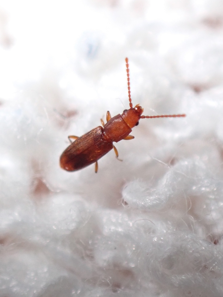 Placonotus granulatus