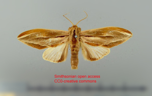 Malupa elongata