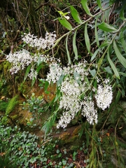 Epidendrum falsiloquum