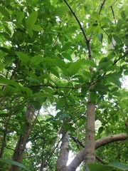 Bravaisia integerrima