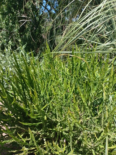 Image of Baccharis trimera by (c) Florencia Luna, some rights reserved (CC BY)