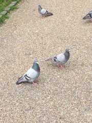 Columba livia domestica