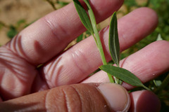 Chenopodium pratericola
