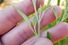 Chenopodium pratericola