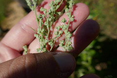 Chenopodium pratericola