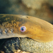 Sea Lamprey - Photo (c) NOAA Great Lakes Environmental Research Laboratory, some rights reserved (CC BY-NC)