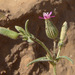 Large Sand Catchfly - Photo (c) Ron Frumkin, some rights reserved (CC BY-NC), uploaded by Ron Frumkin