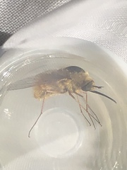 Bombylius comanche