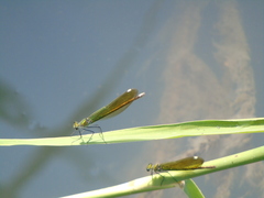 Calopteryx splendens
