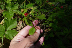 Rubus michiganensis