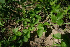 Rubus michiganensis