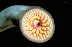 Sea Lamprey photo 4