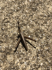 Mermiria intertexta