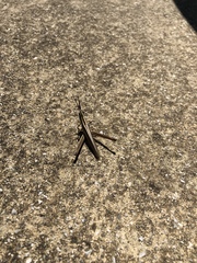 Mermiria intertexta