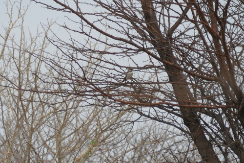 Marico Flycatcher