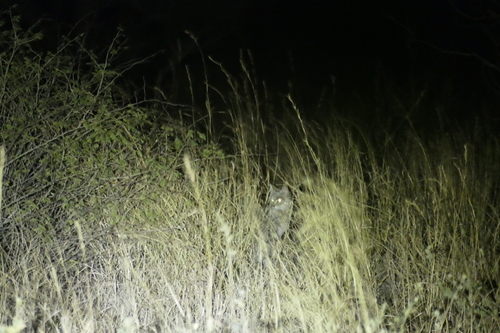 African Wildcat