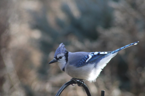 Blue Jay photographed in Maine