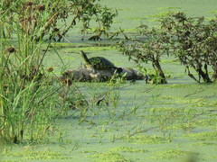 Trachemys venusta iversoni