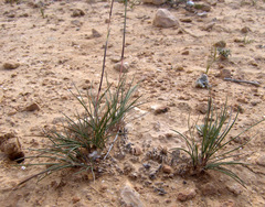 Poa sinaica