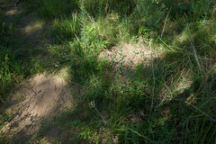 Geomys bursarius