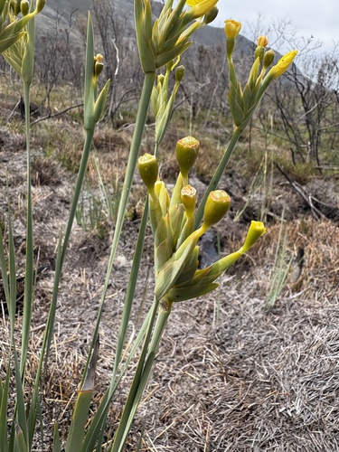 Image of Sword Rushiris (Bobartia gladiata) by (c) Charleen Brunke, some rights reserved (CC BY)