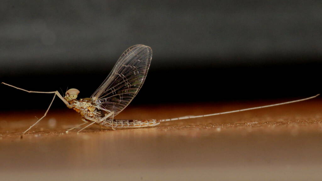 Centroptilum elongatum