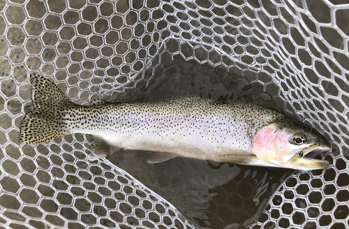 Westslope Cutbow