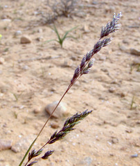 Poa sinaica
