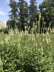 Veronicastrum